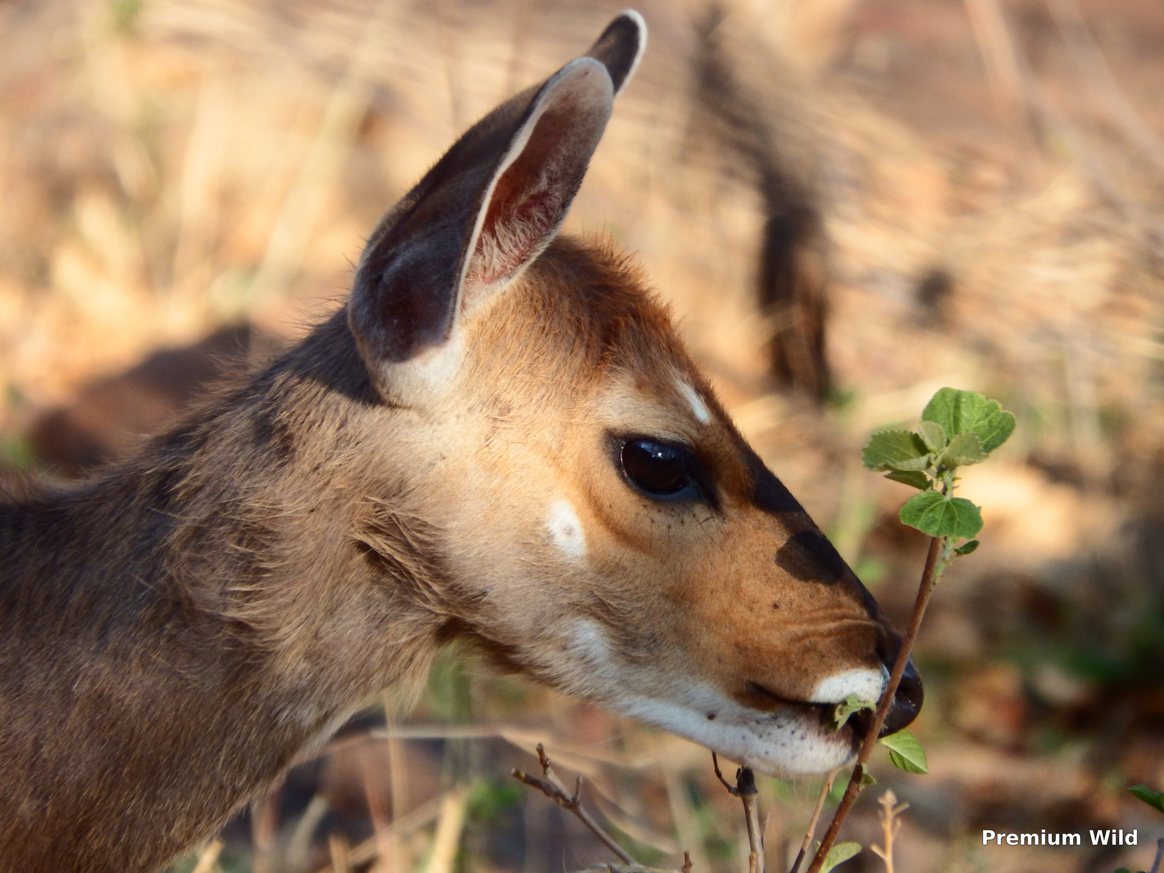 bokkie