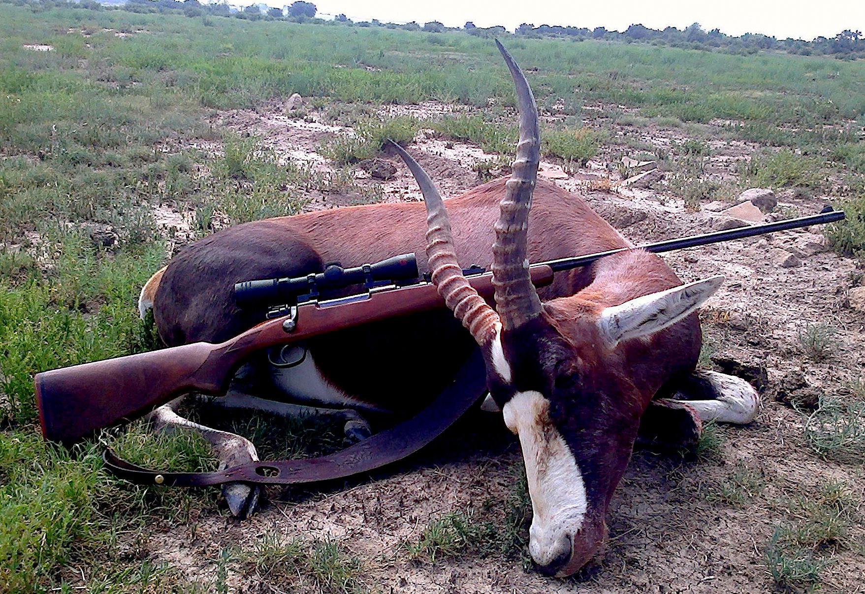 blesbok        jag