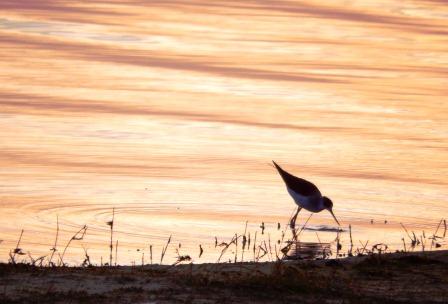plover