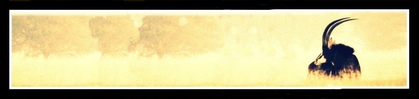 SA Premium
        Banner